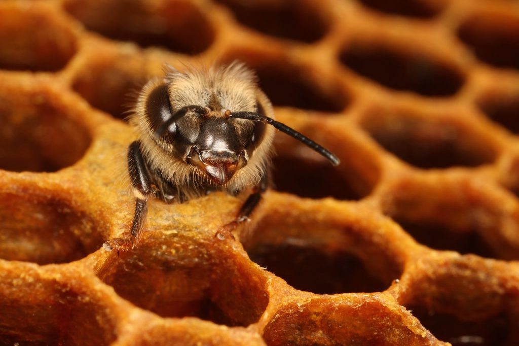 تعتبر الشغالات، القوة العاملةفي المستعمرة، فهي تؤدى أعمالاً متخصصة وتتنوع هذه الأعمال استناداً إلى عمرها. ففي بداية سنوات البلوغ تنشغل الشغالات في أداء أعمال المستعمرة، مثل رعاية الحضنة، بناء أقراص الشمع، الدفاع عن الخلية، وفي نهاية حياتهن يتحولن إلى جمع الغذاء.